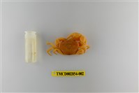 藏品(細足澤蟹)的圖片